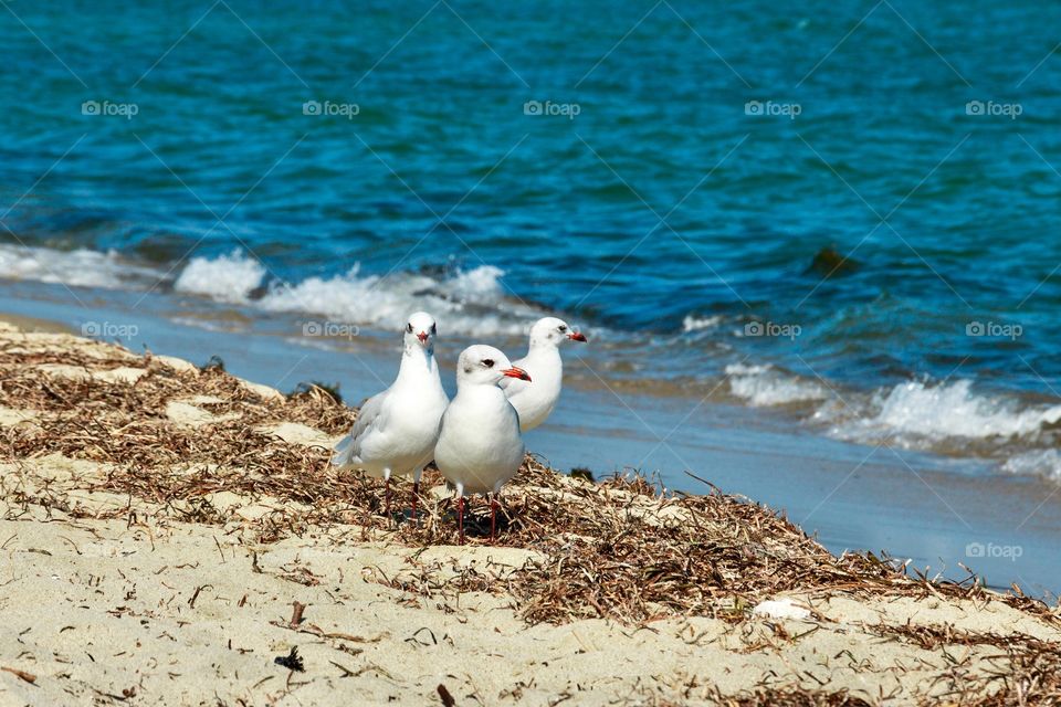 Seagulls at the sea shore 
