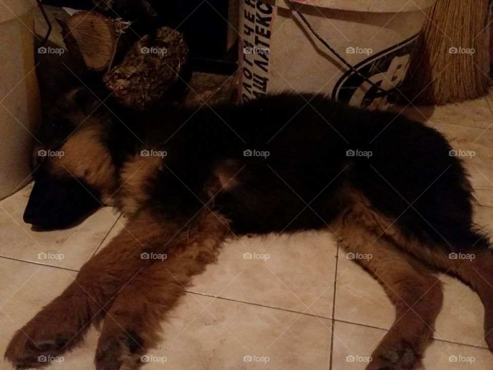 Dog, One, Mammal, No Person, Canine