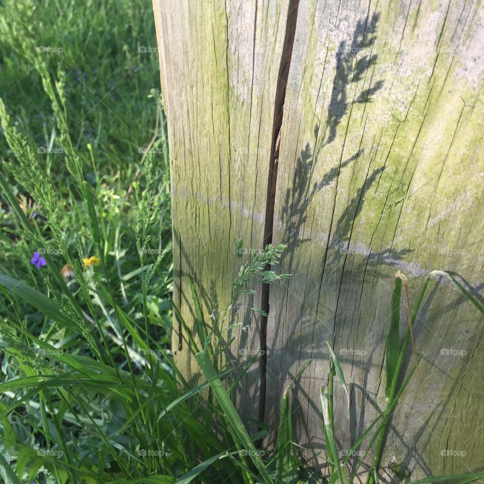 Fence post and pretty grass by the pasture 
