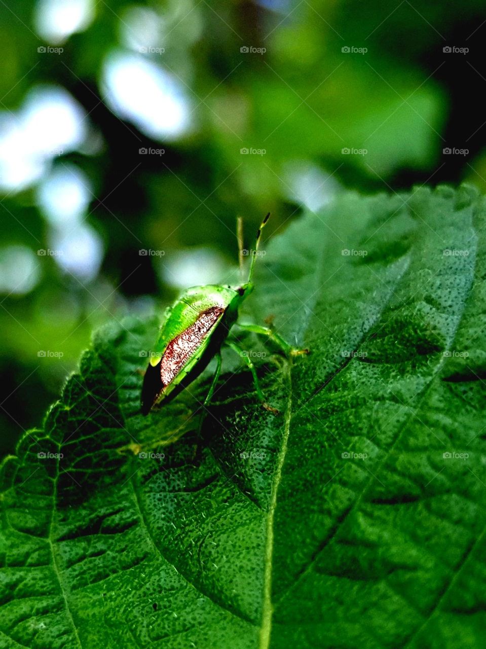 green insect perched on the leaf