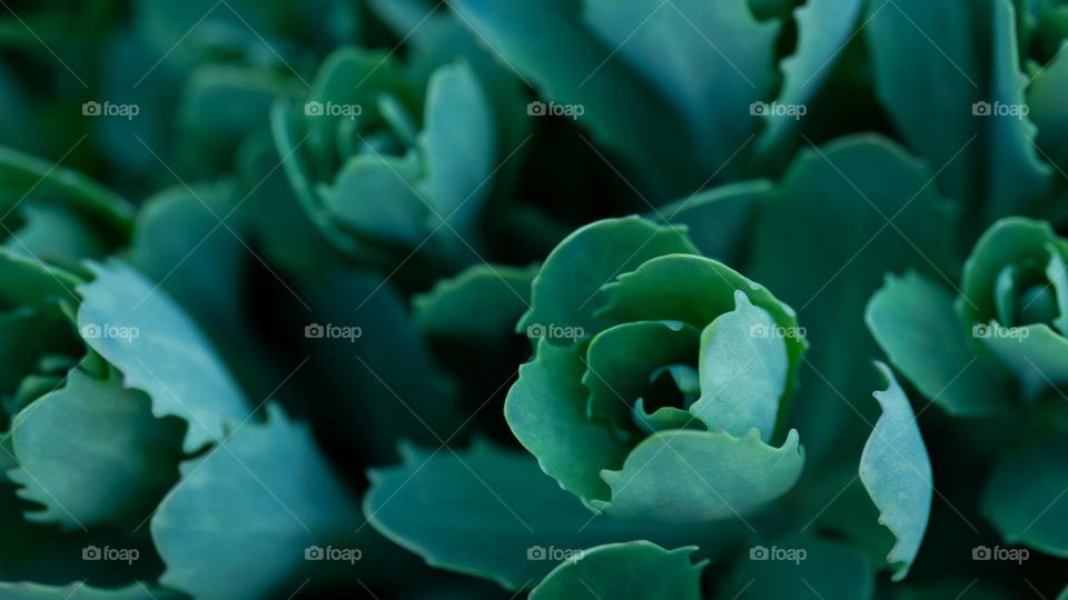 Green succulent leaves background 