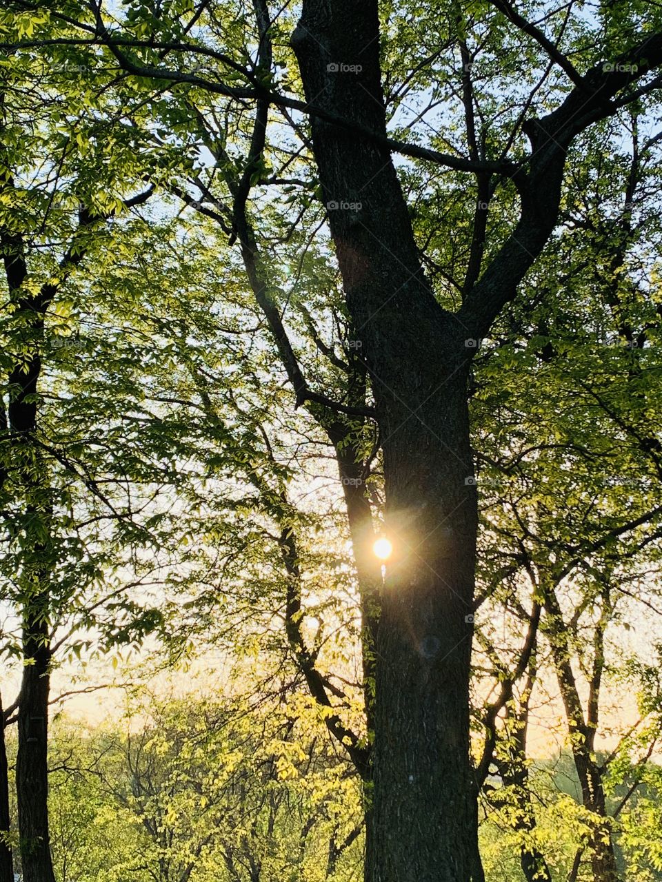 Sun flare through against the trunk of tall trees in early spring 