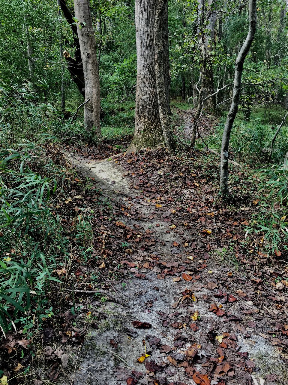 Hump and a sway in the hiking trail