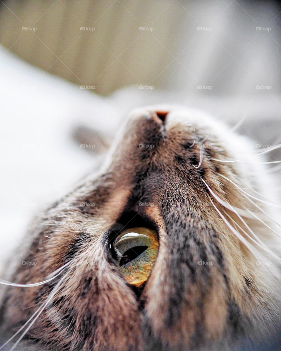 Cute kitten in a closeup profile