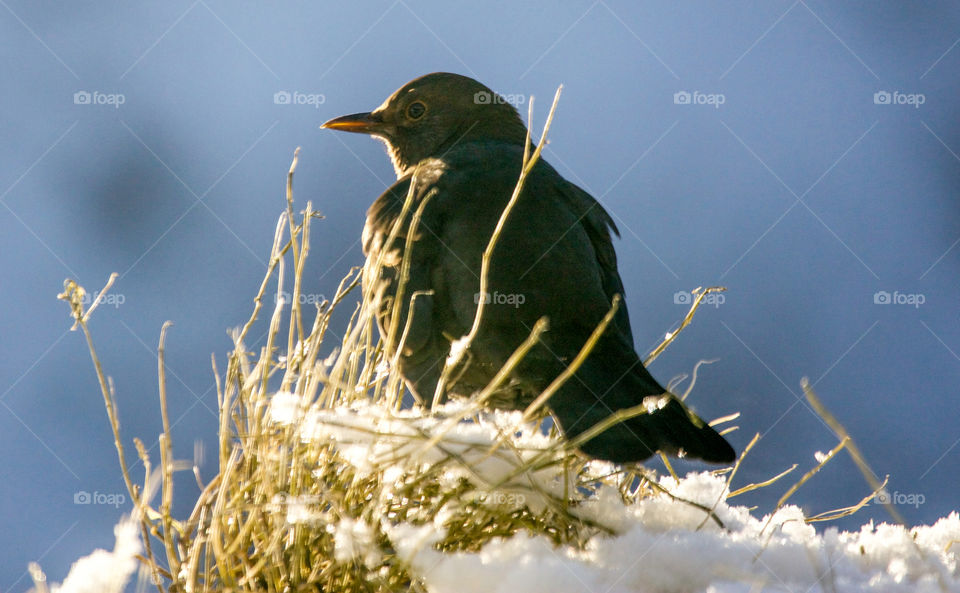 Thrush in snow. 