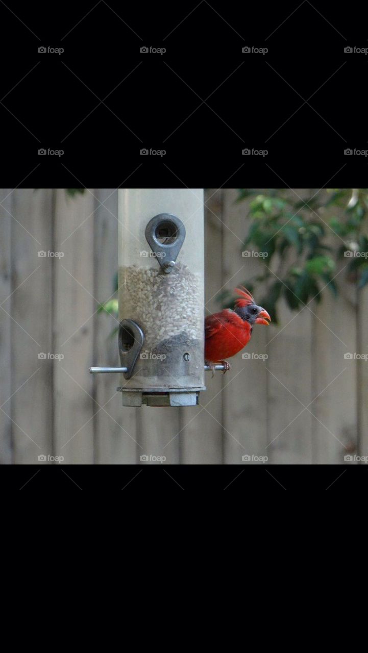 Bald Cardinal