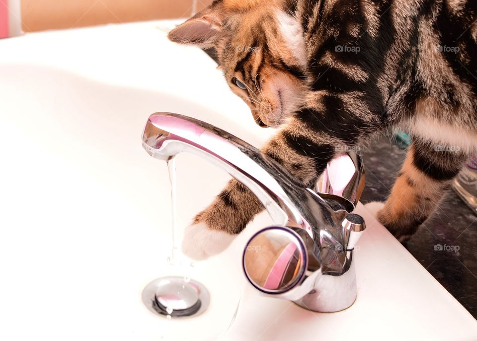 Cute kitten on sink