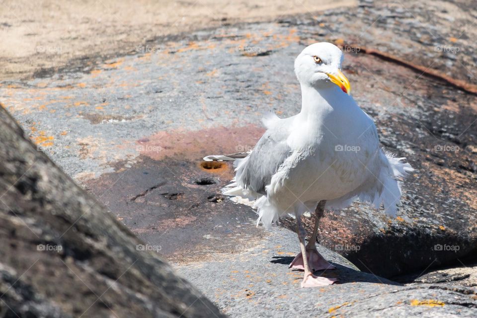 Angry seagull bird walking on the cliffs 