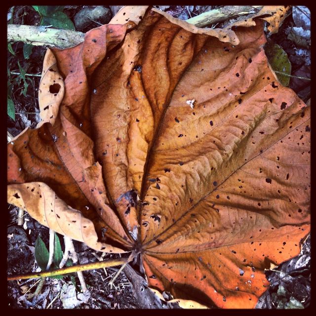 Autumn