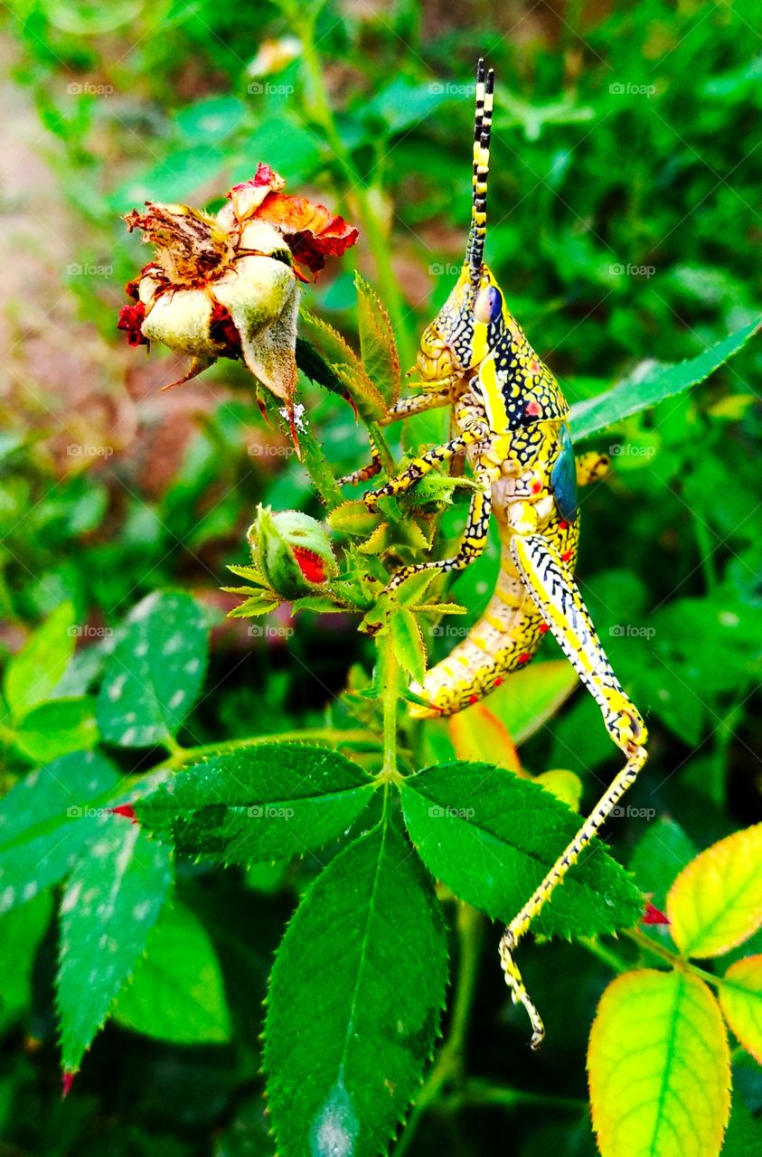 colours of the mother nature.