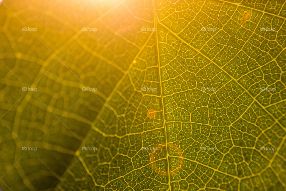 leaf with sun behind it shining through