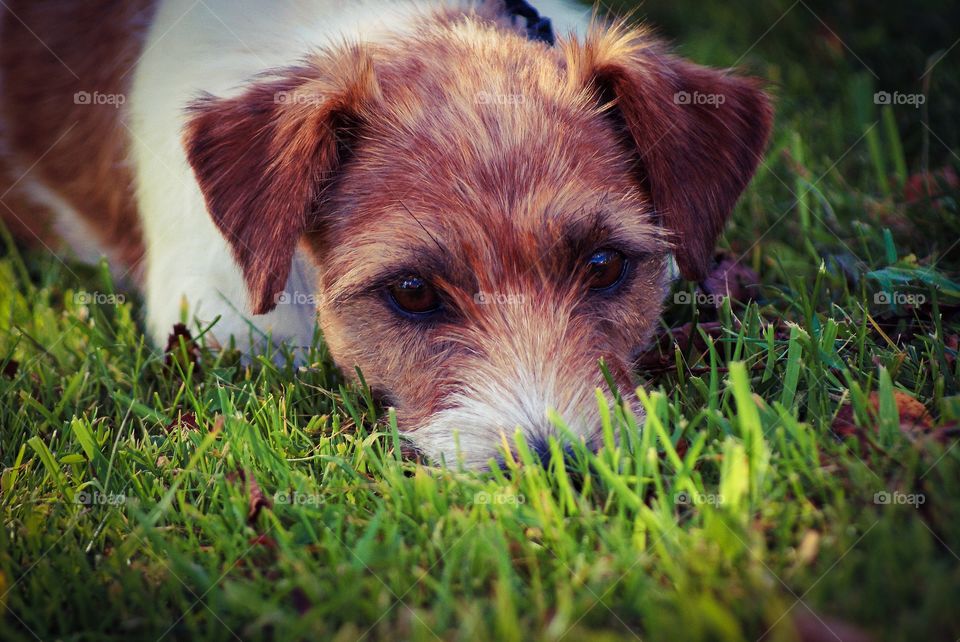 Cute jack russell. A very cute and adorable jrt