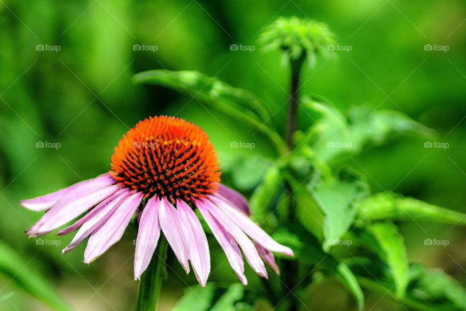Daisy in a flower field. 