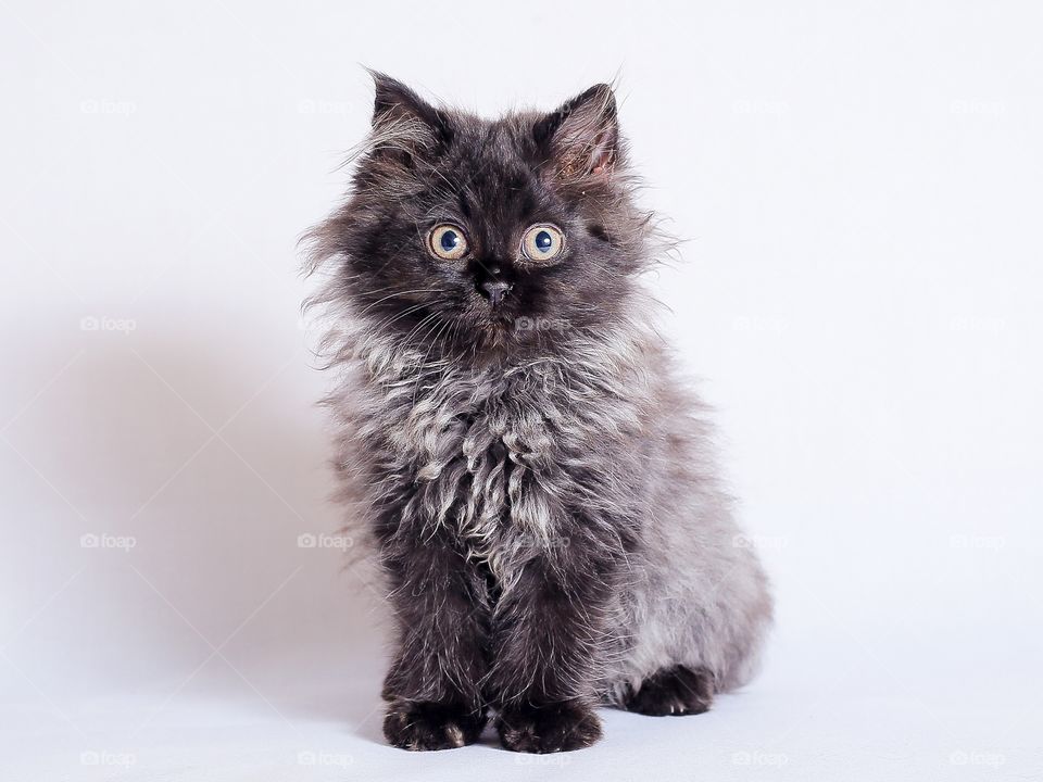 Portrait of kitten on white background