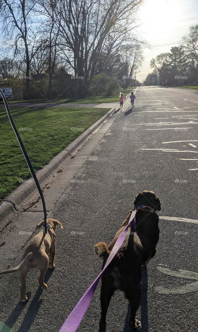 dogs walking kids running