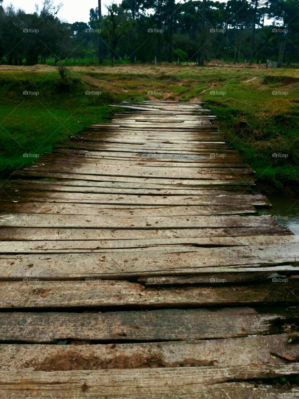 A Máquina do Tempo.
Fazer a travessia nesta Ponte de Madeira é retornar ao passado.
Suas tábuas, envelhecidas pelo tempo, contam histórias de uma fauna e flora que ainda resistem à degradação da Humana.