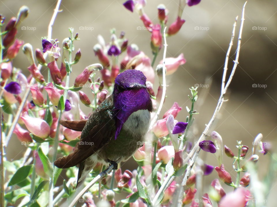 Perched hummingbird.