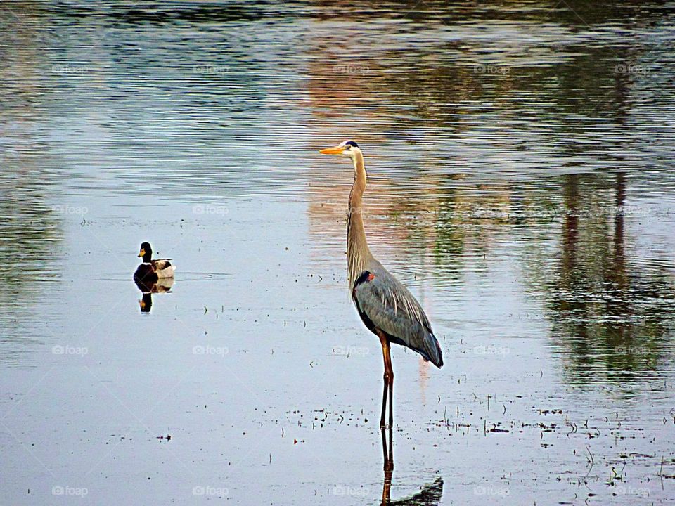 Bird-Great Blue Heron