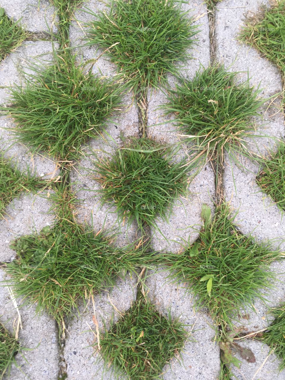 Green grass between the stones 