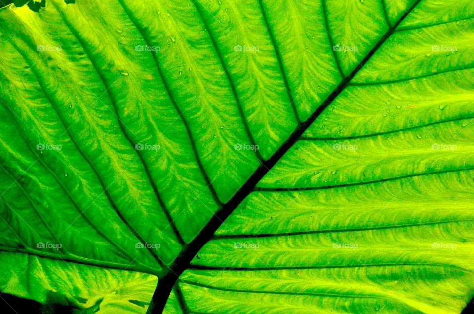 --Green leaf....