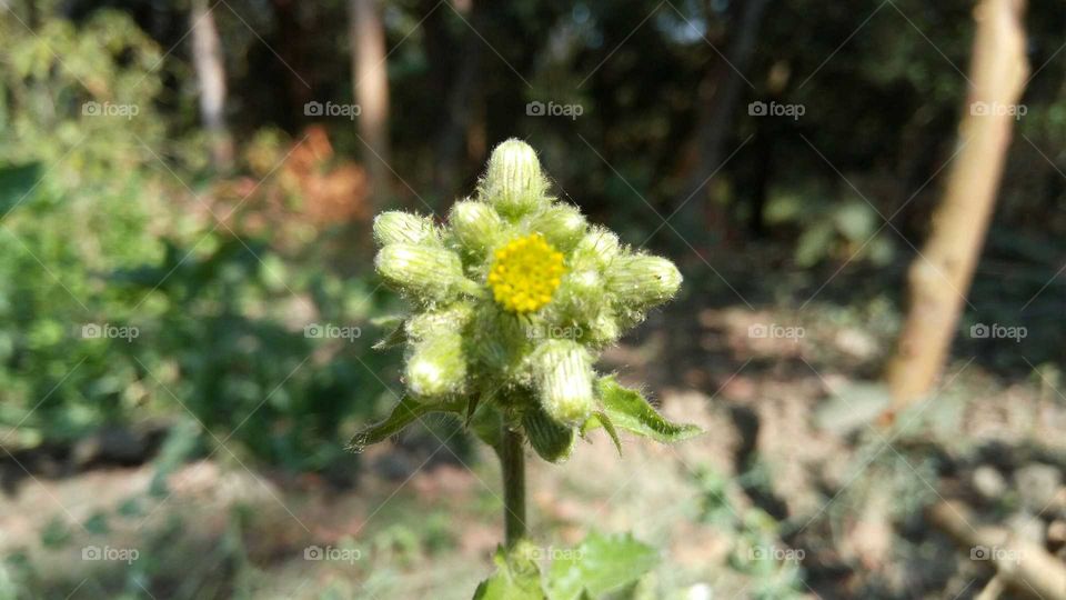 Medicinal plants. Blur photography