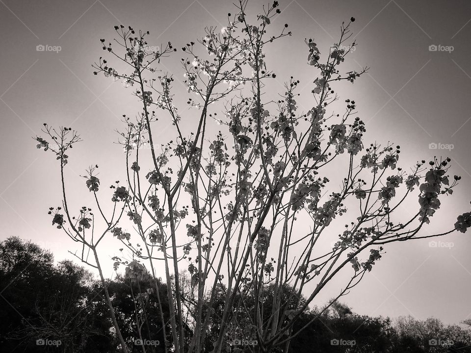black and white tree