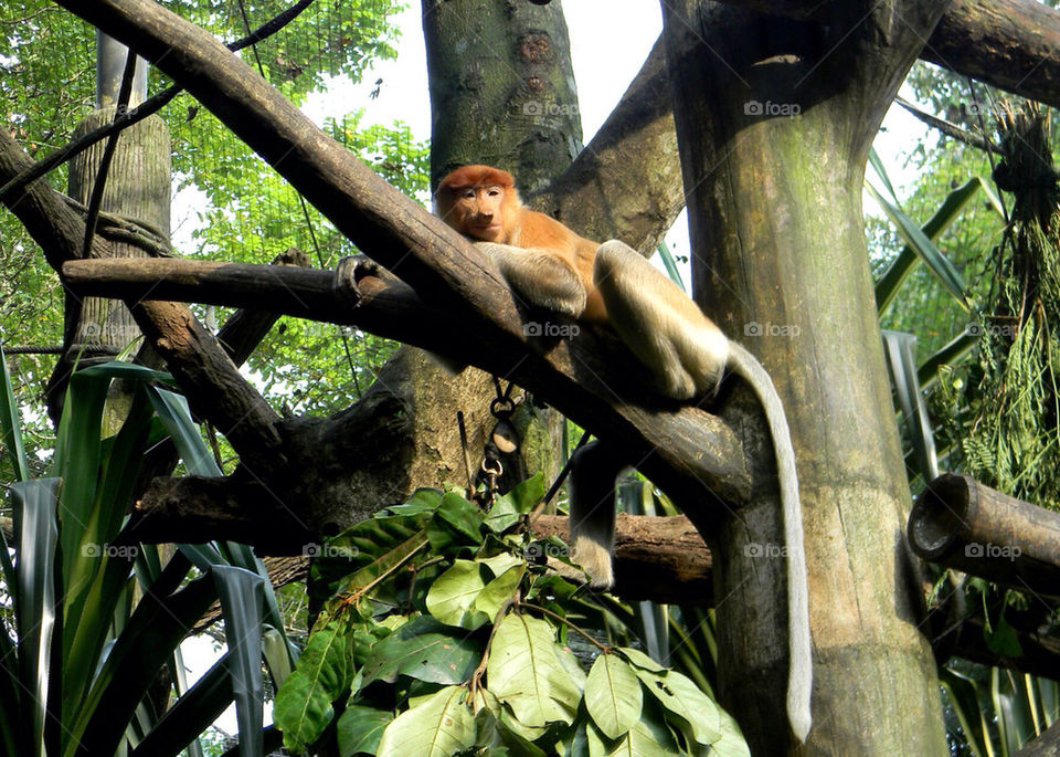 Monkey at Singapore Zoo