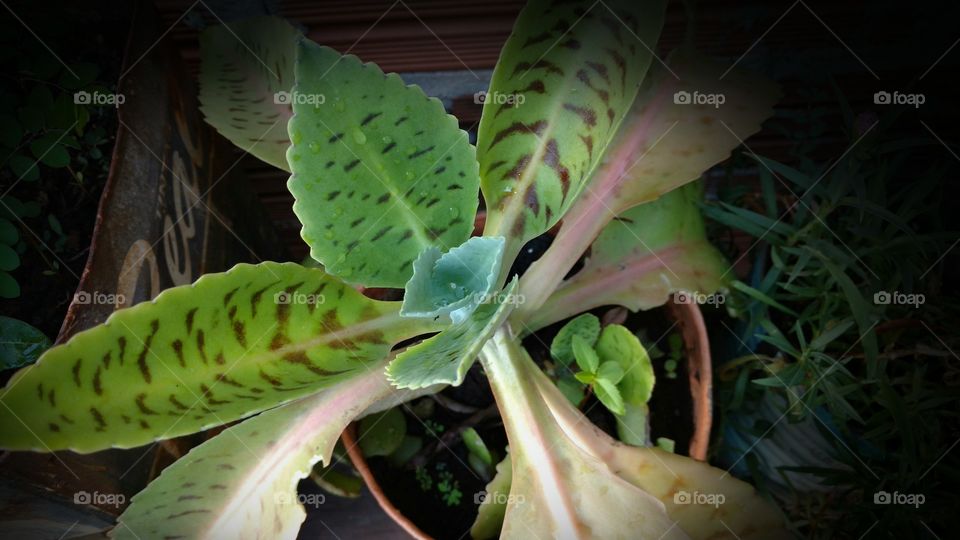 Planta de folhas lisas e grossas.