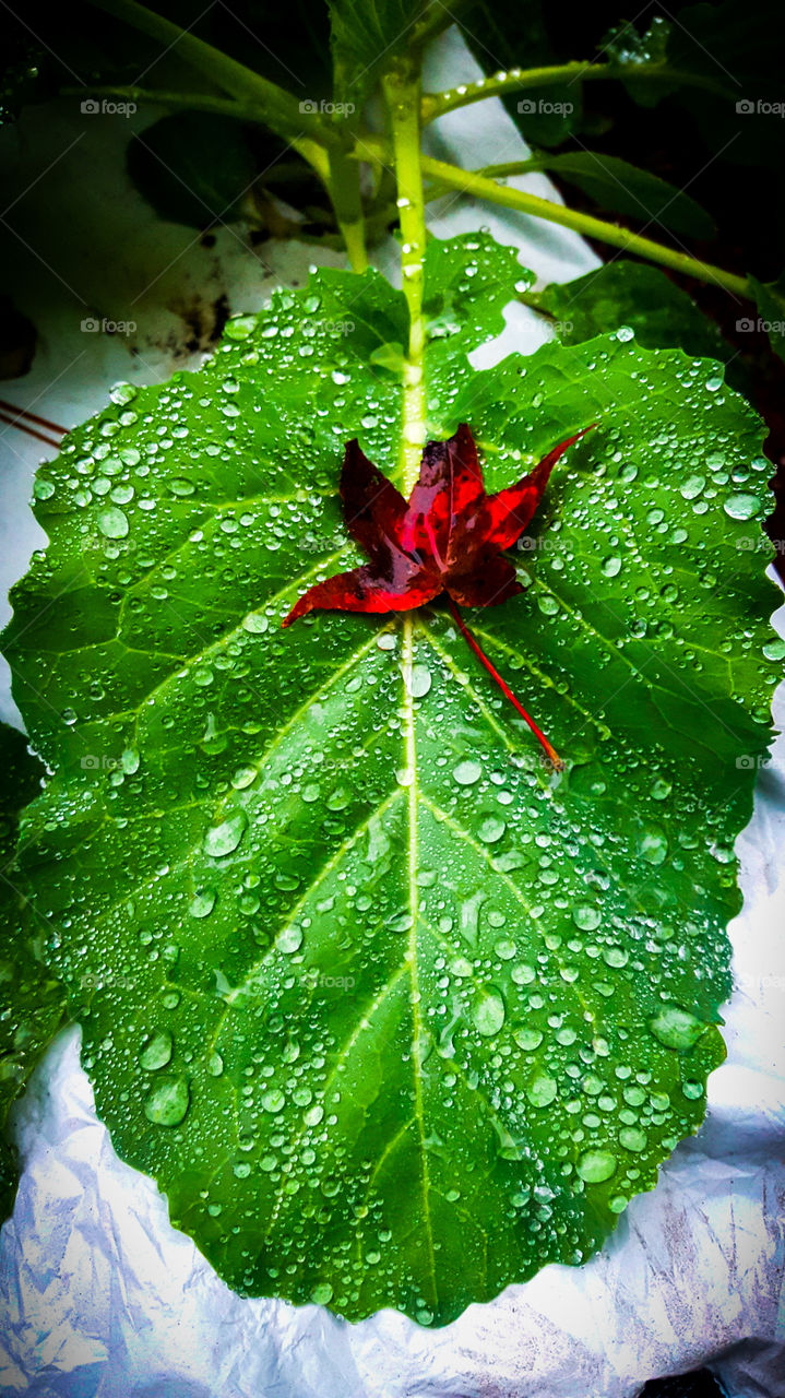 Cabbage leaf