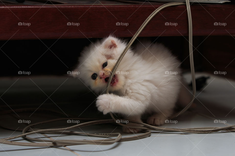 Cat, Mammal, Cute, One, Pet