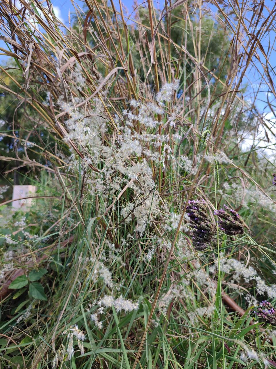 Tricholaena teneriffae gras and wild purple flowers
