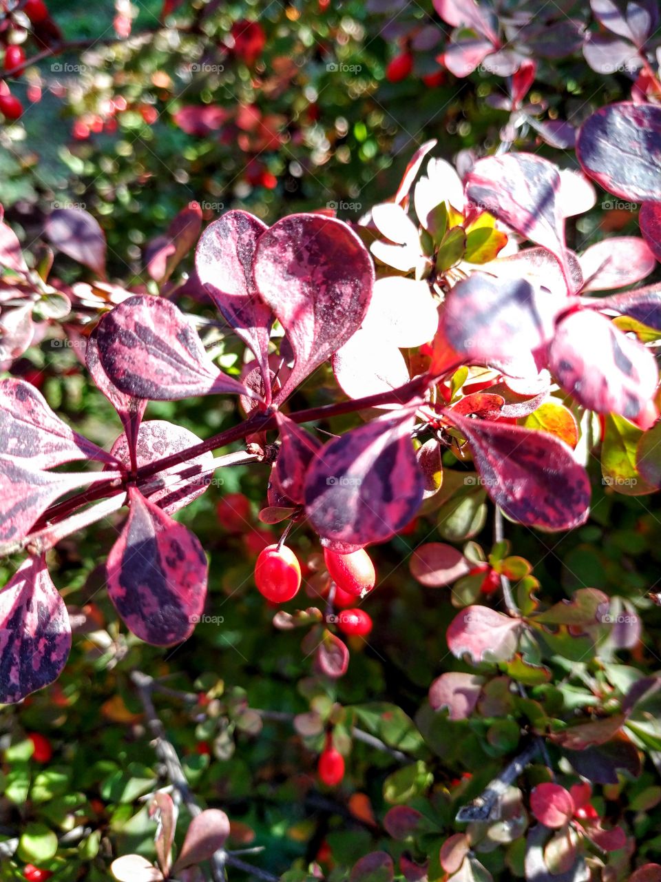 A colourful barberry