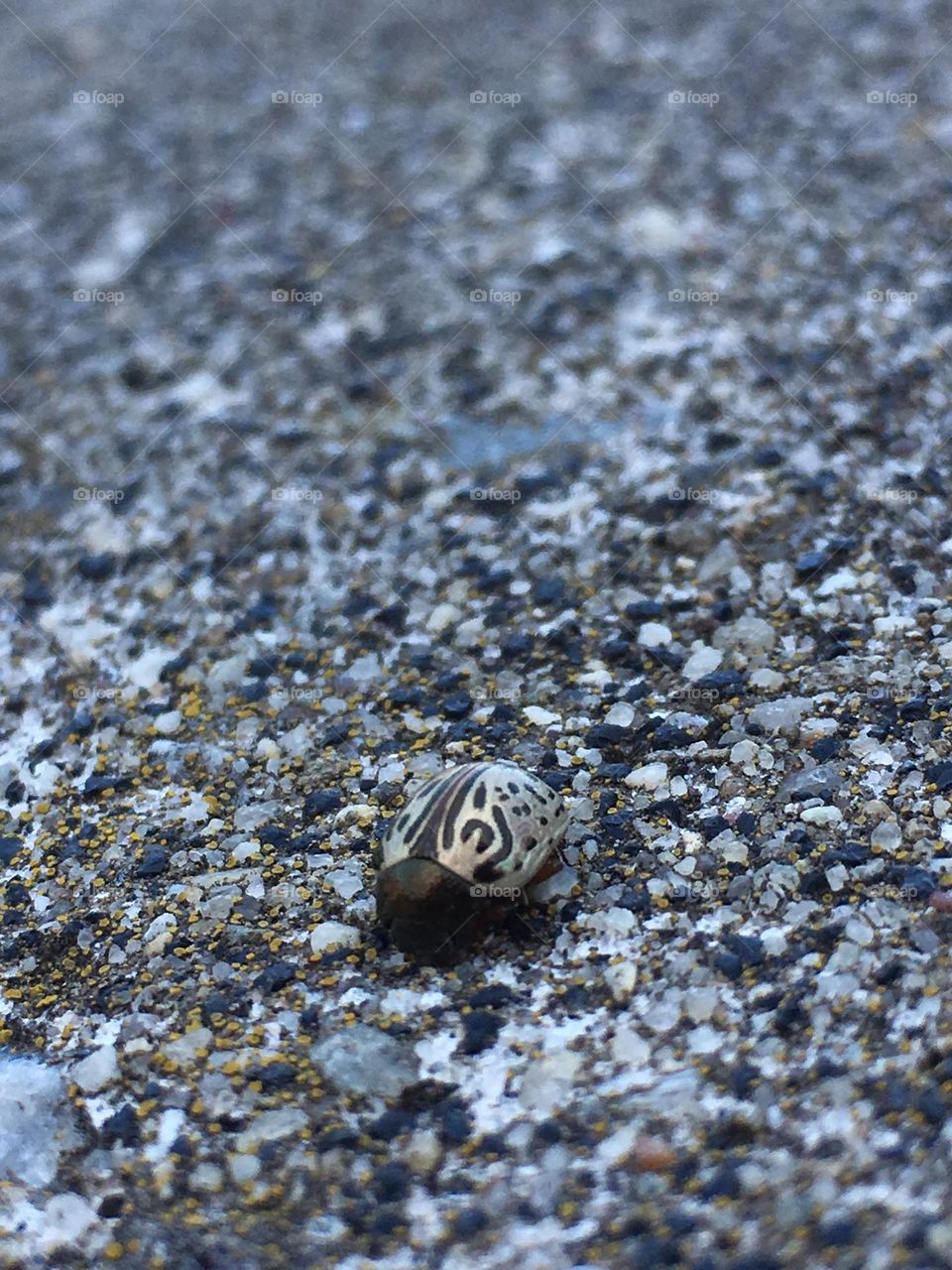 Calligrapha beetle colored silver/gold and black is camouflaged on concrete gravel in close-up image.