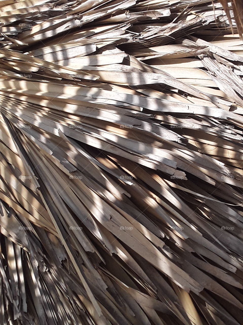 dry palm leaves in the sun light and shadow