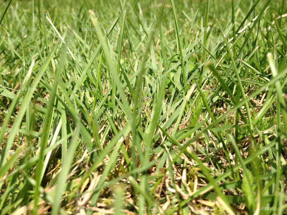 green grass denmark high by andersdyr