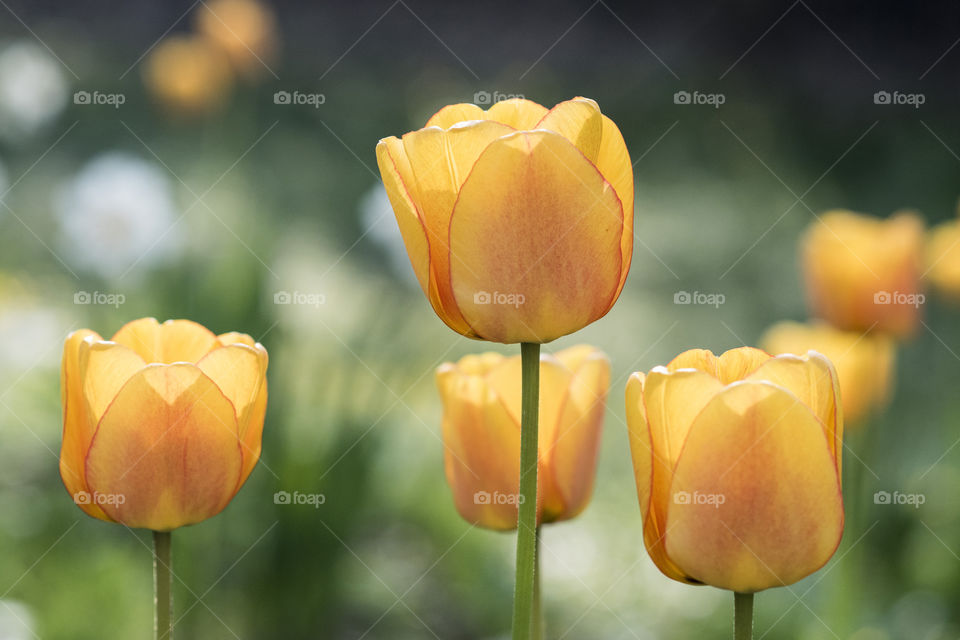 First signs of spring! Orange tulips.