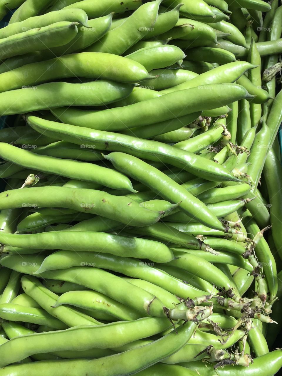 Food. broad beans