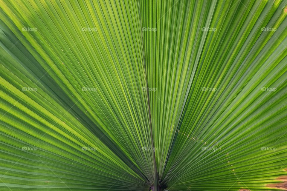 Beautiful wave on the fresh green leaf