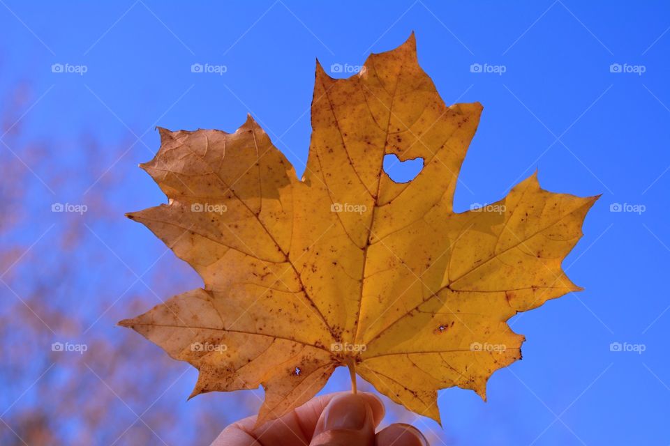 orange leaf beautiful texture with heart in hand blue sky background