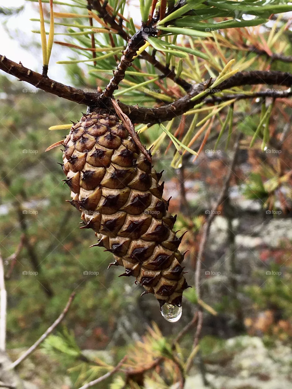 Raindrops 