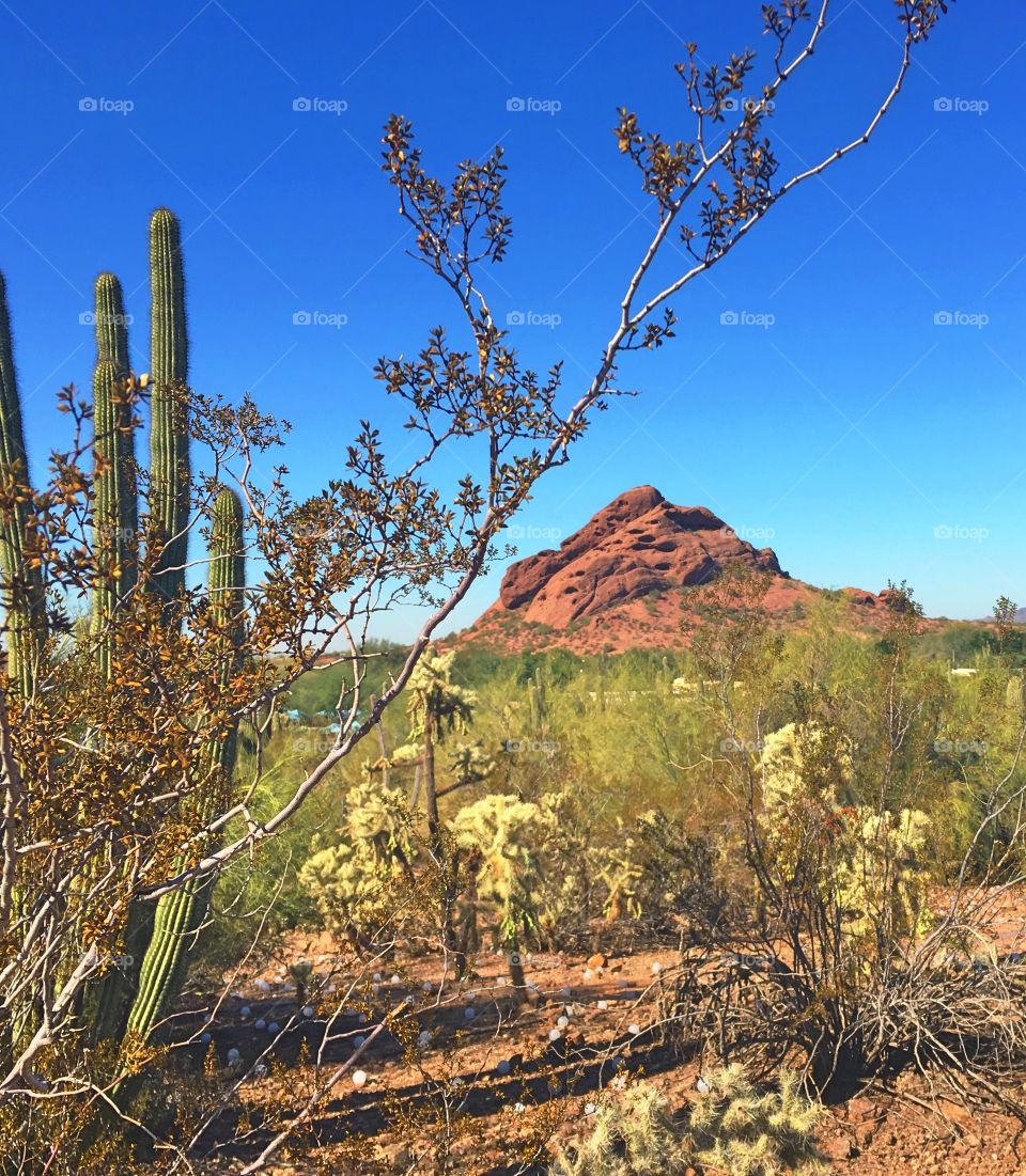 Desert Landscape