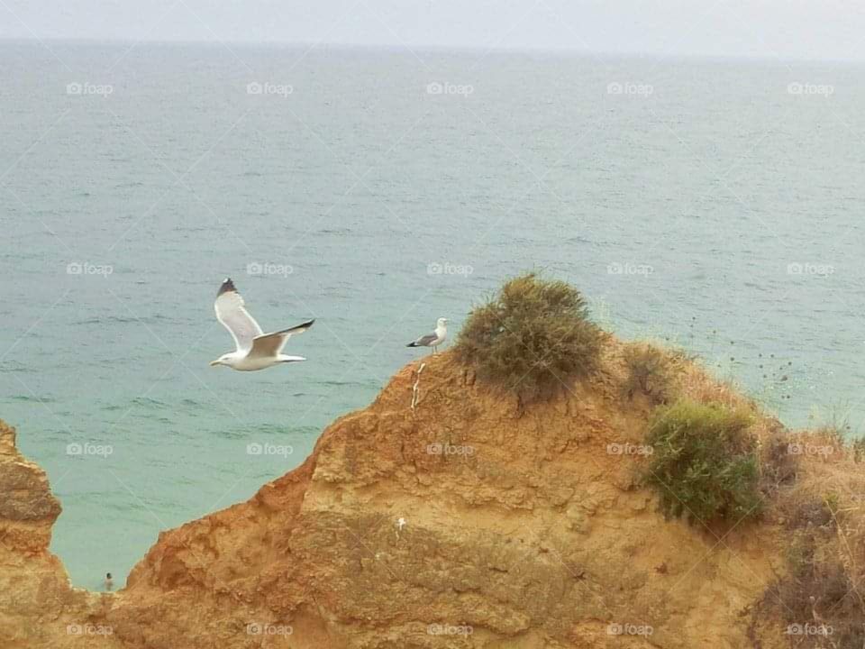 Wild, bird, sea, rock