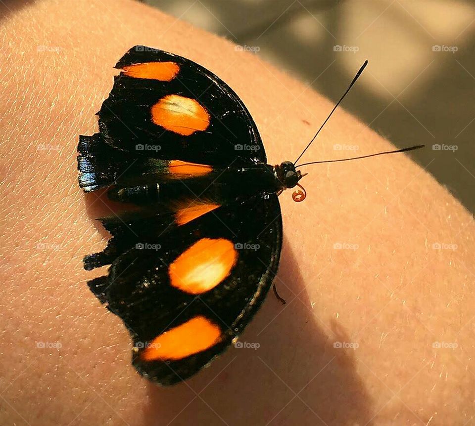Black and orange Halloween butterfly
