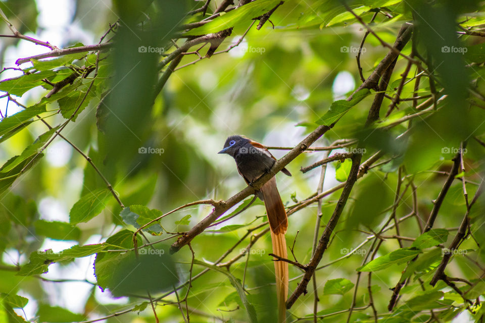Paradise flycatcher in a green tree