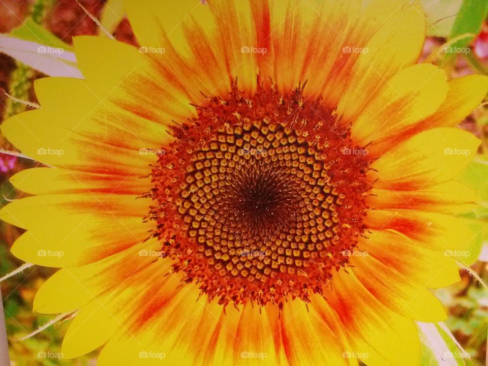 sunflower
