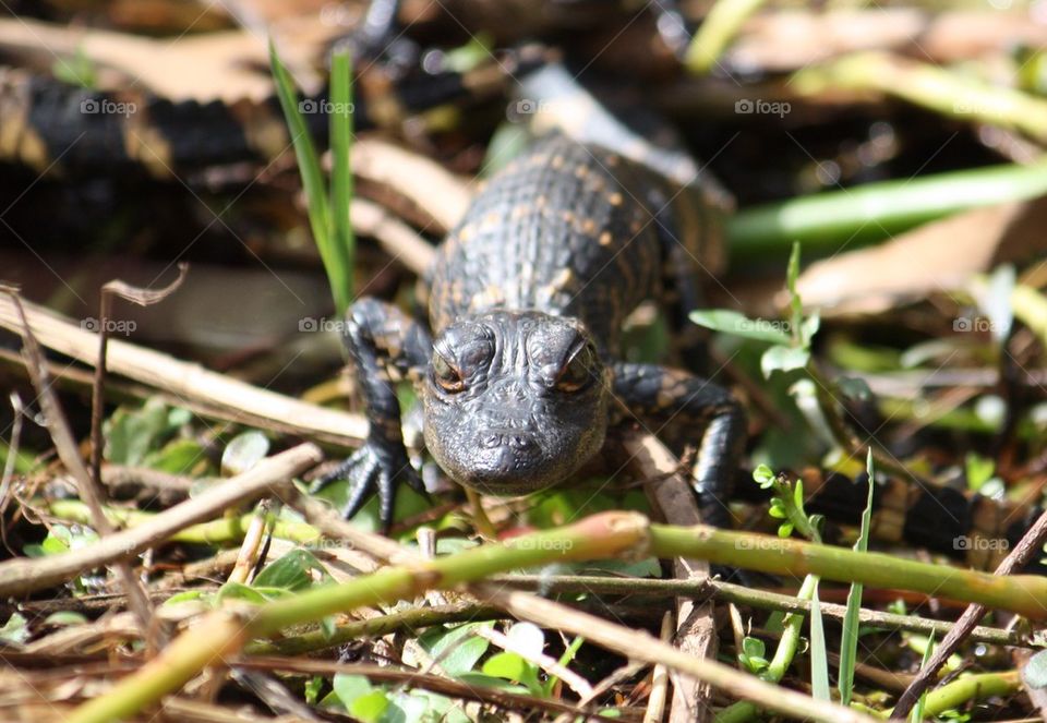 Baby gator