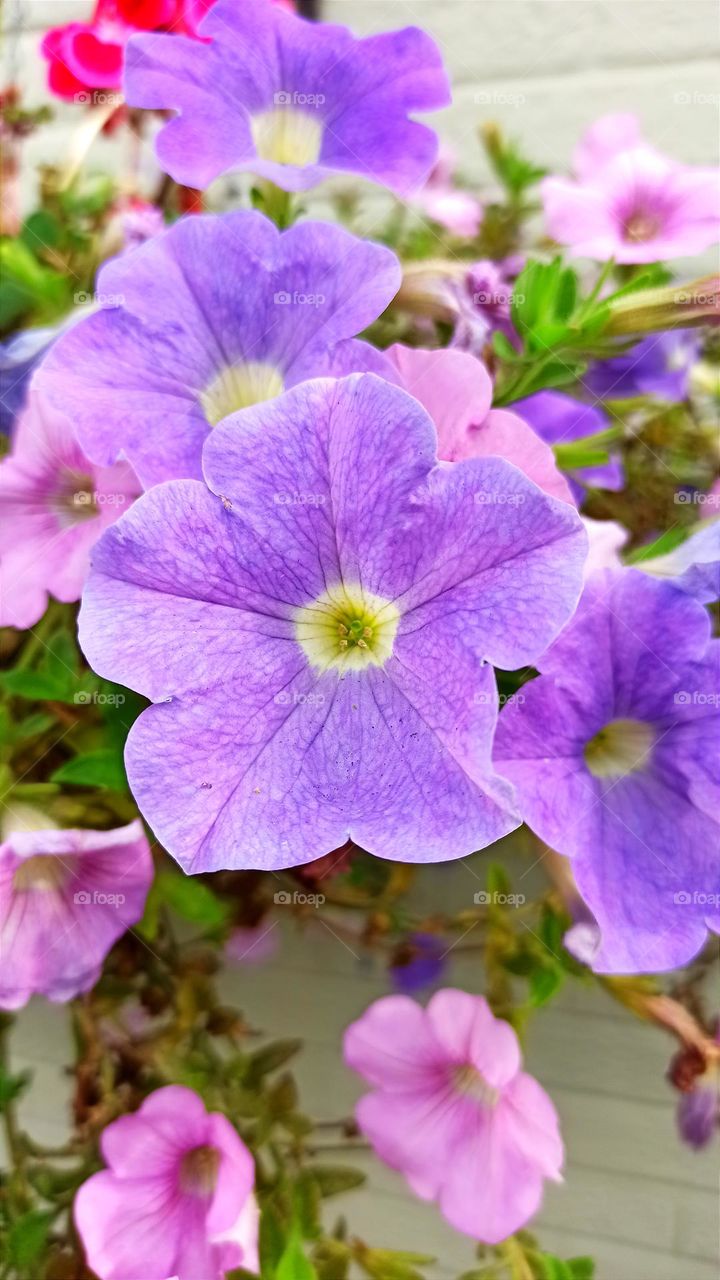 Surfinia, trailing petunia, beautiful violet colour, closeup