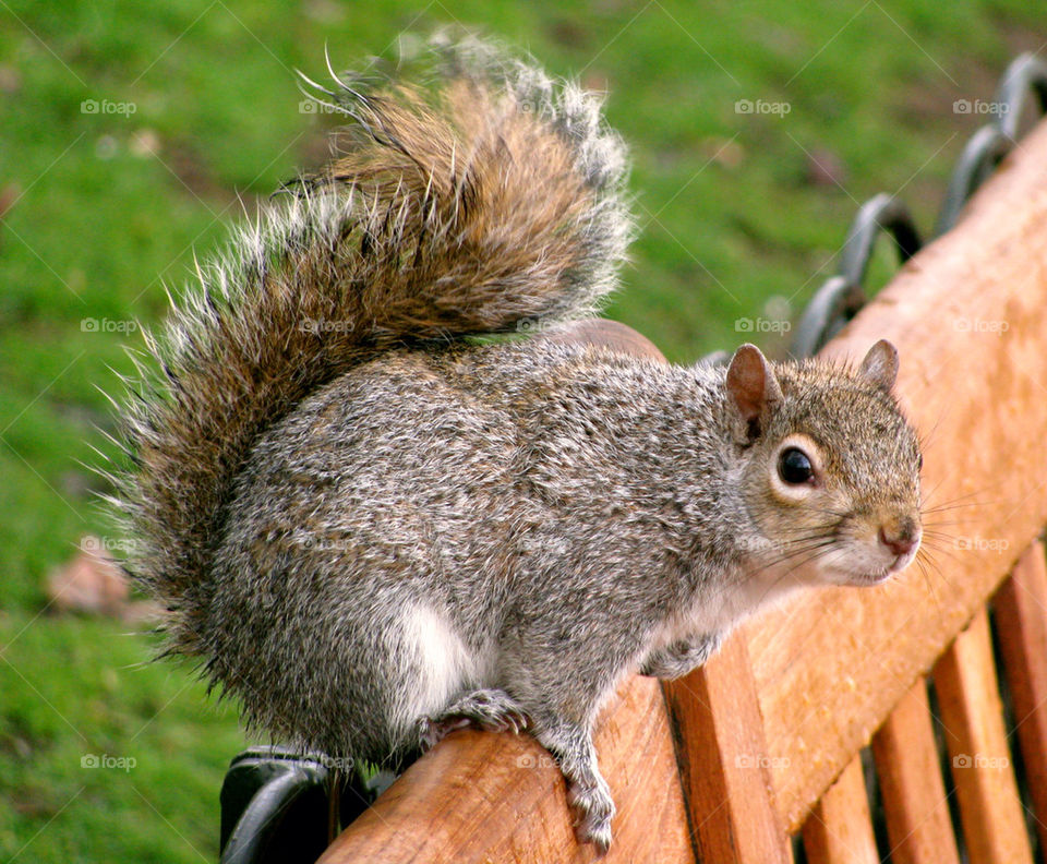 Close-up of squirrel on a park bench