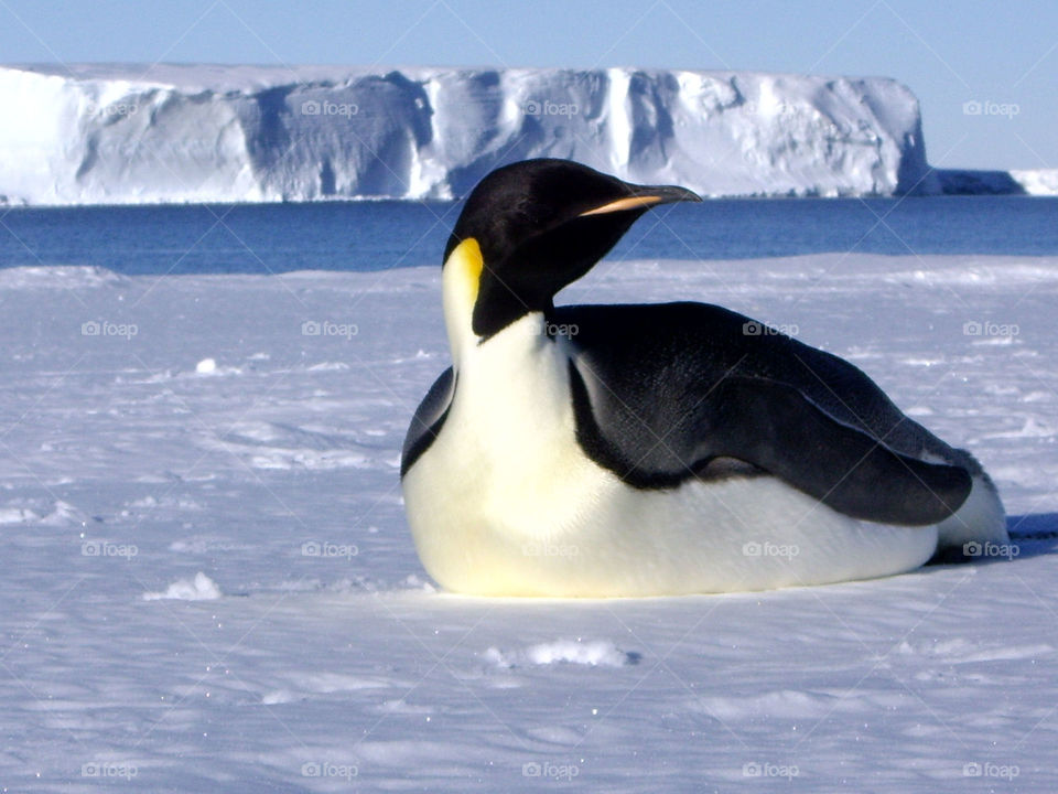 Resting on the ice emperor penguin