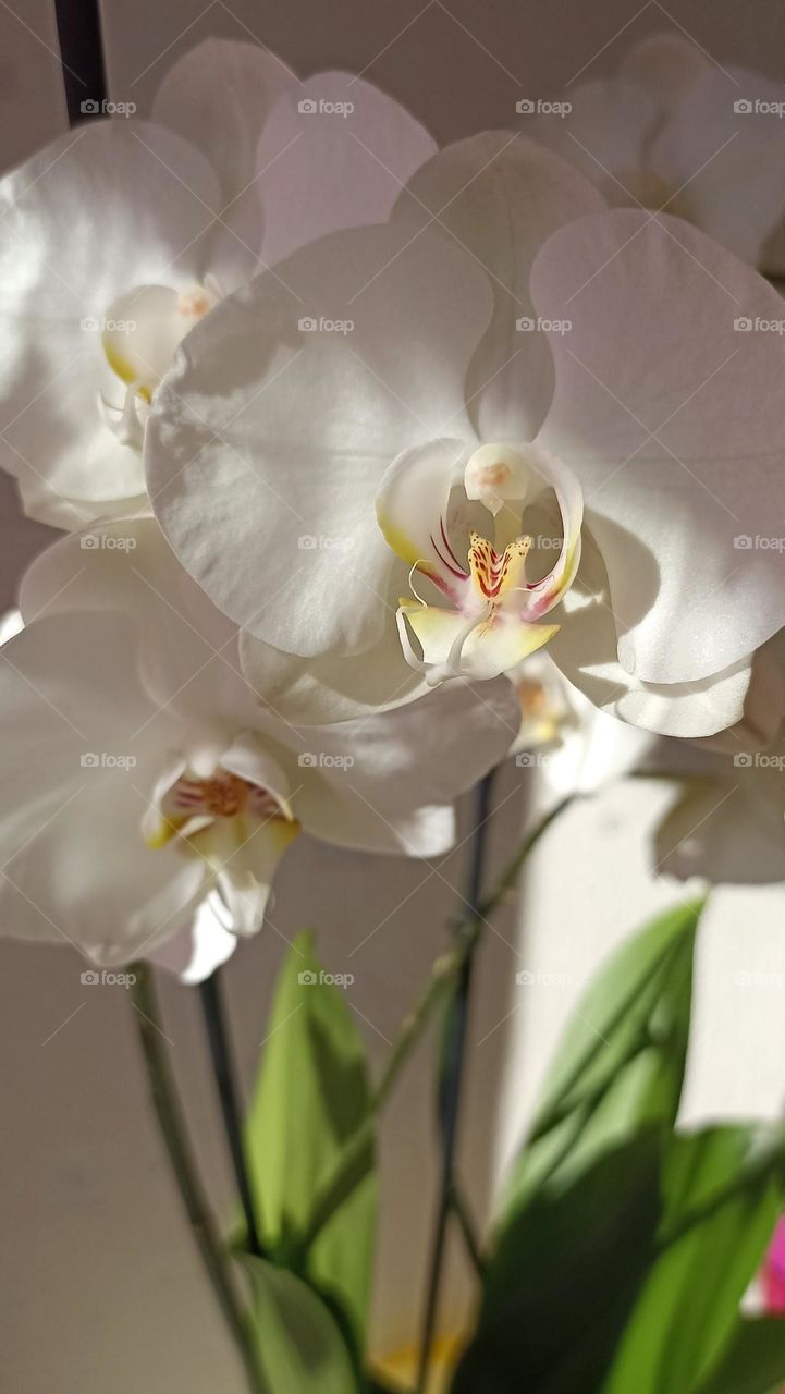 white orchid flowers